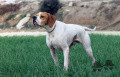 Pedigree BRICK DE CAYOMIL Pedigree BRICK DE CAYOMIL
